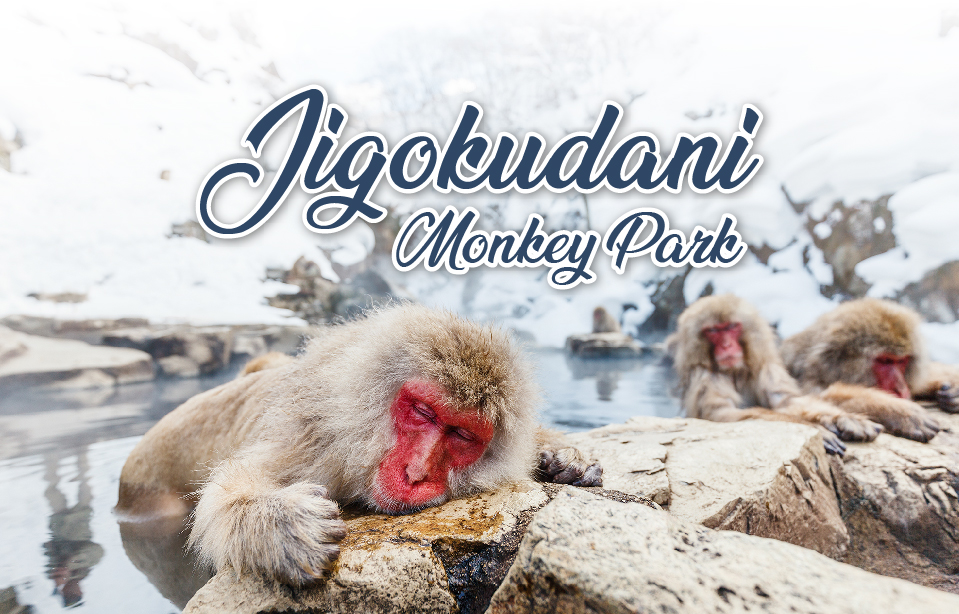 ทัวร์ญี่ปุ่น เที่ยว Jigokudani Park ดูลิงหิมะ