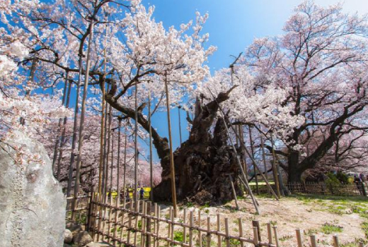 EASY SPRINGTIME CHERRY BLOSSOMS IN HOKUTO 6D4N