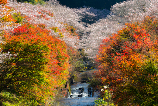 EASY AUTUMN OF WALTZ COLORFUL OBARA KORANKEI 7D5N