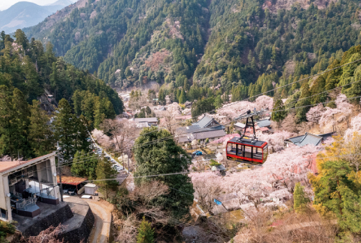 EASY SPRINGTIME CHERRY BLOSSOMS IN HOKUTO 6D4N