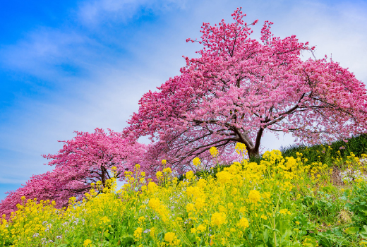 EASY KAWAZU SAKURA WITH PRIVATE ONSEN 7D4N (STRAWBERRY PICKING)