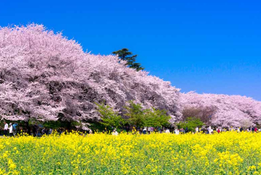 EASY SAKURA ELEGANCE JOURNEY OF COLORFUL SEASON 6D4N (RELAX ONSEN)