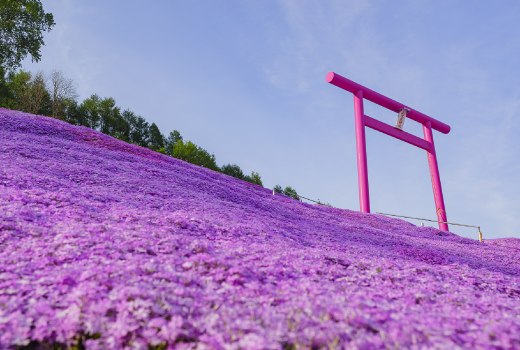 EASY HOKKAIDO SOUNKYO 6 DAYS 4 NIGHTS (PINGMOSS&TULIP)