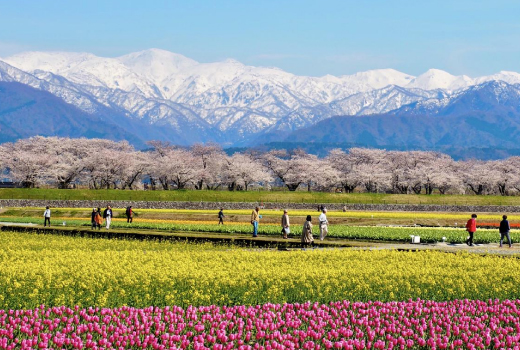 EASY JAPAN SAKURA & ALPINE ROUTE 7D5N (KIMONO EXPERIENCE)