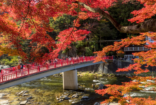 EASY COLORS LEAVES IN AUTUMN 7D5N (ENJOY OBARA SAKURA+KORANKEI)