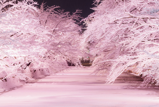 EASY EXPERIENCE TOHOKU IN WINTER 8D7N (CHERRY BLOSSOM ILLUMINATION)