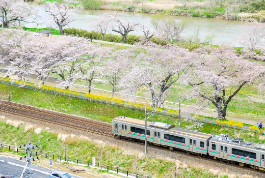 EASY NIKKO TOHOKU SAKURA 7D 5N (HITOME SENBONZAKURA)