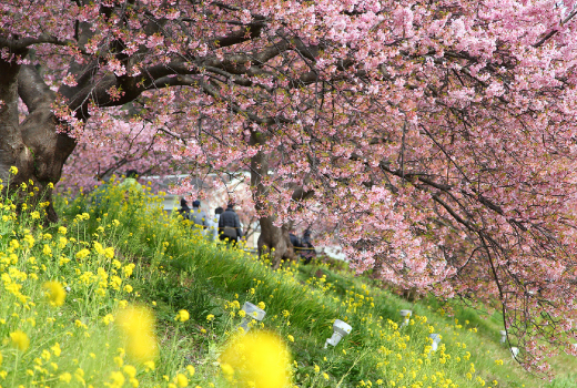 EASY SAVE & GO JOURNEY TO FUJI 6D 4N (RELAX ONSEN)