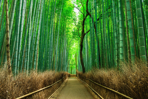 EASY SAVE & GO JOURNEY TO KANSAI 6D 4N (OSAKA-KYOTO)